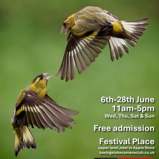 An image of two birds with information surrounding it promoting the Basingstoke Camera Club Exhibition